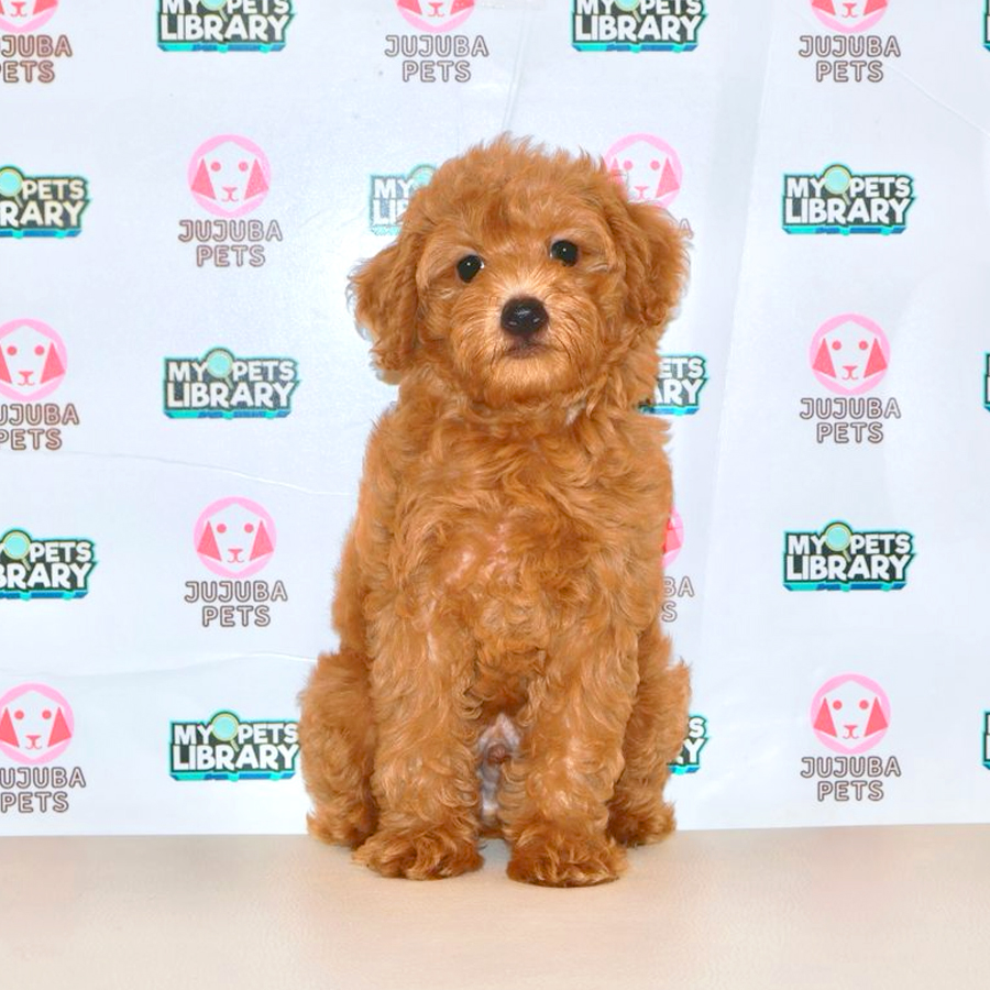 Toy Poodle Puppy