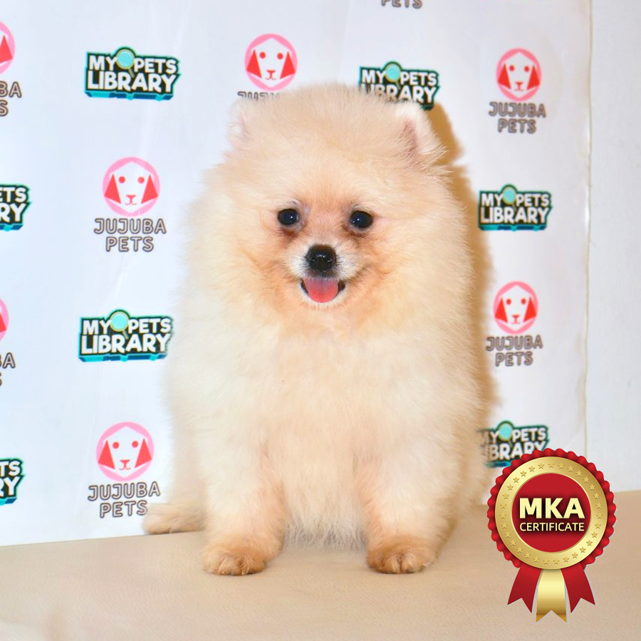 MKA Pomeranian Puppy