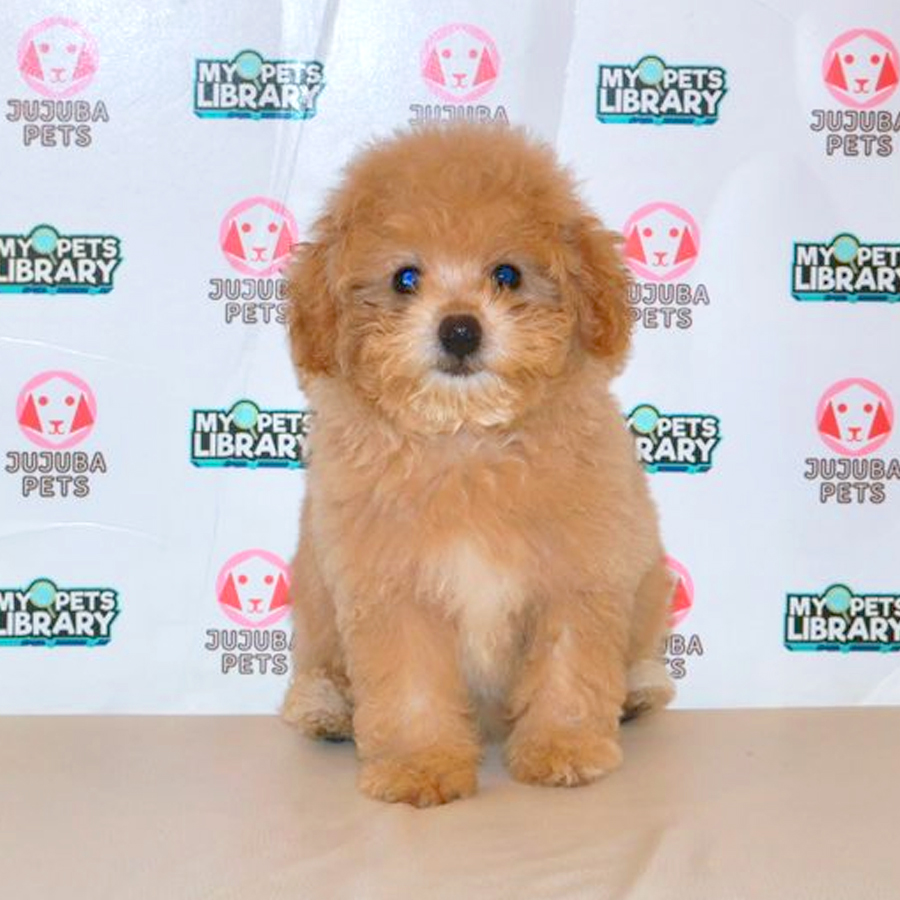 Toy Poodle Puppy