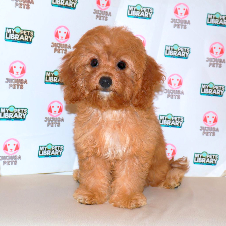 Cavapoo Puppy