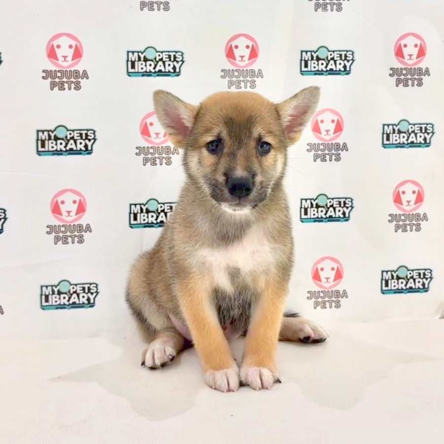Shiba Inu Puppy