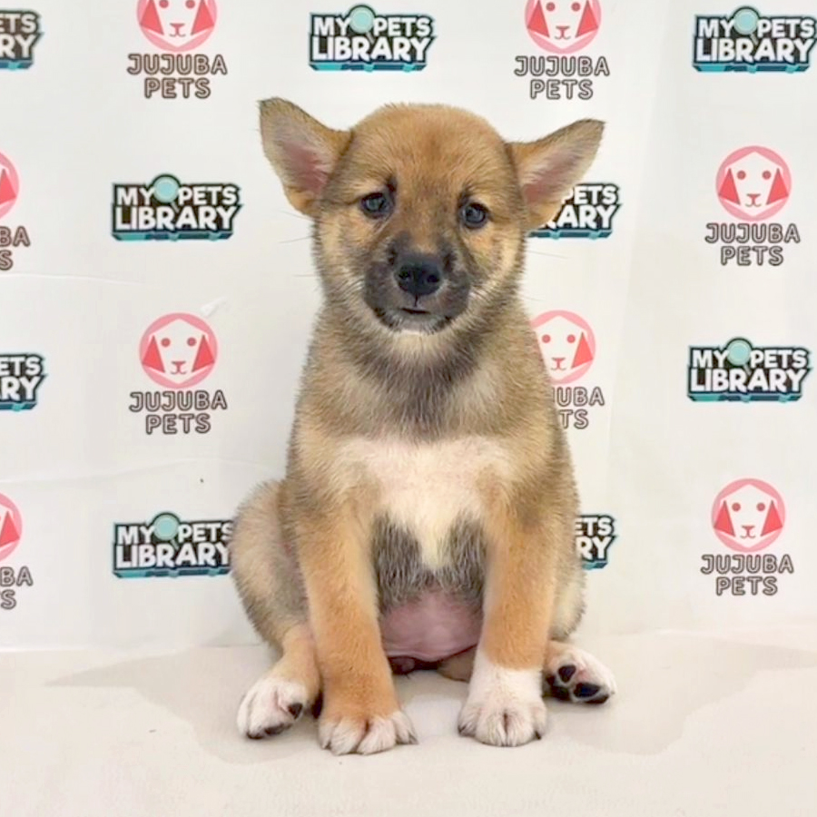 Shiba Inu Puppy