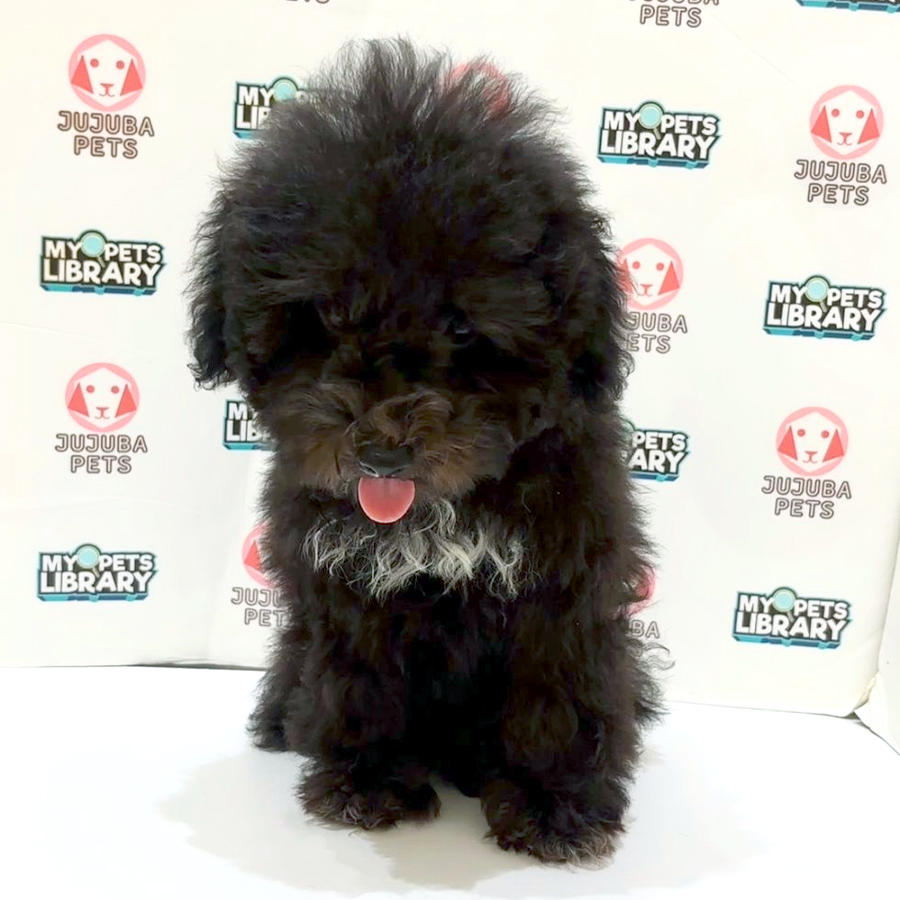 Maltipoo Puppy
