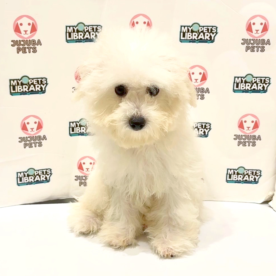 Poochon Puppy