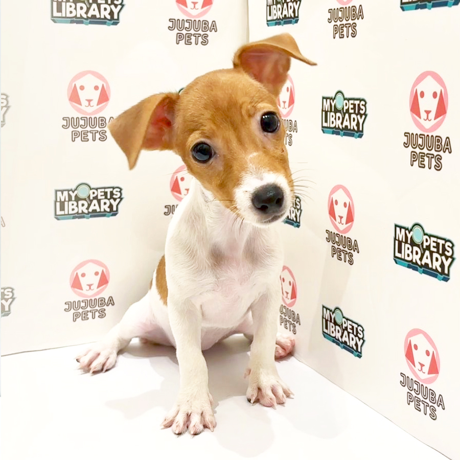 Jack Russell Puppy