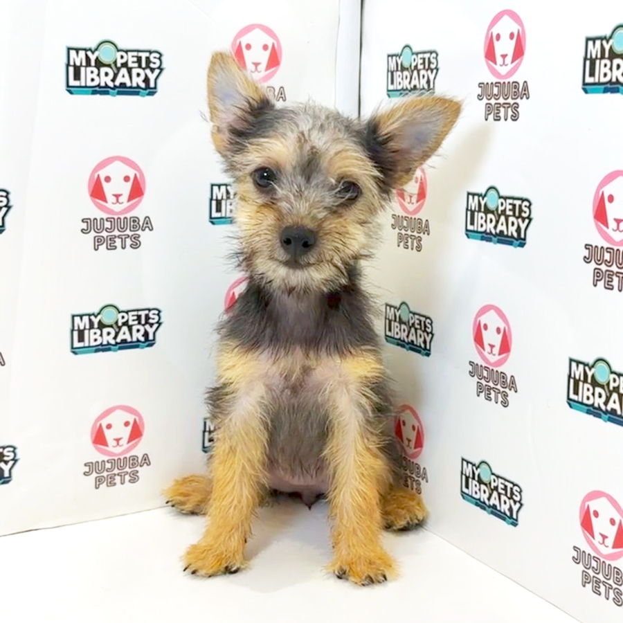 Silkese Puppy