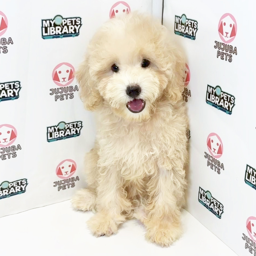 Toy Poodle Puppy