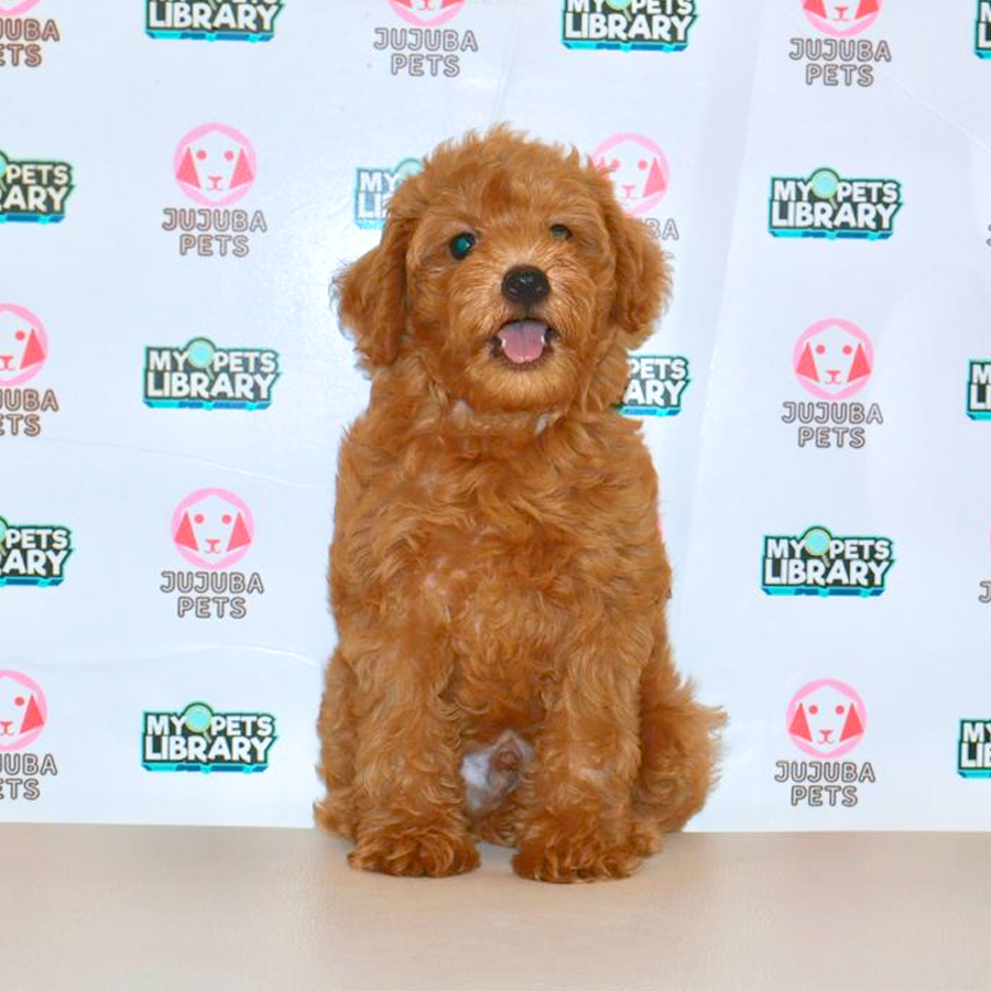 Toy Poodle Puppy