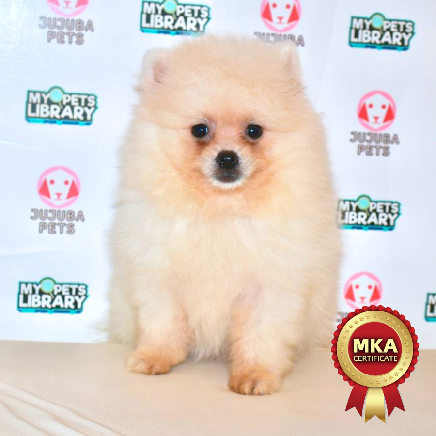 MKA Pomeranian Puppy