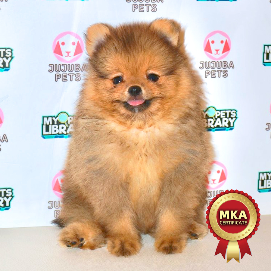 MKA Pomeranian Puppy