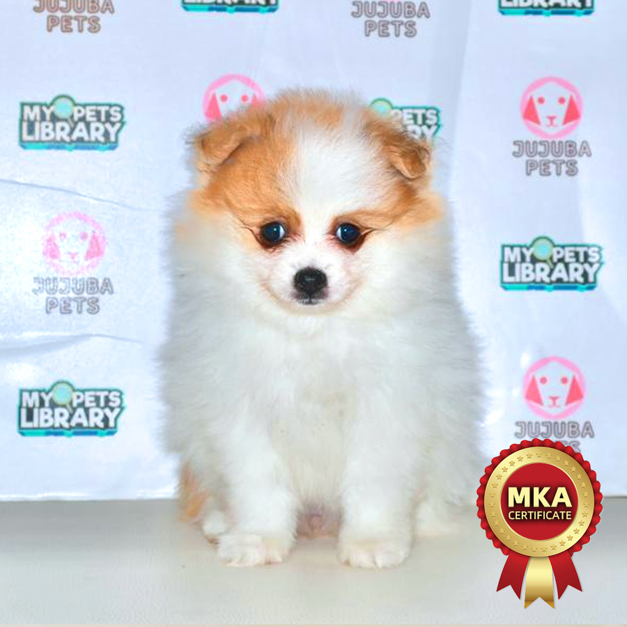MKA Pomeranian Puppy