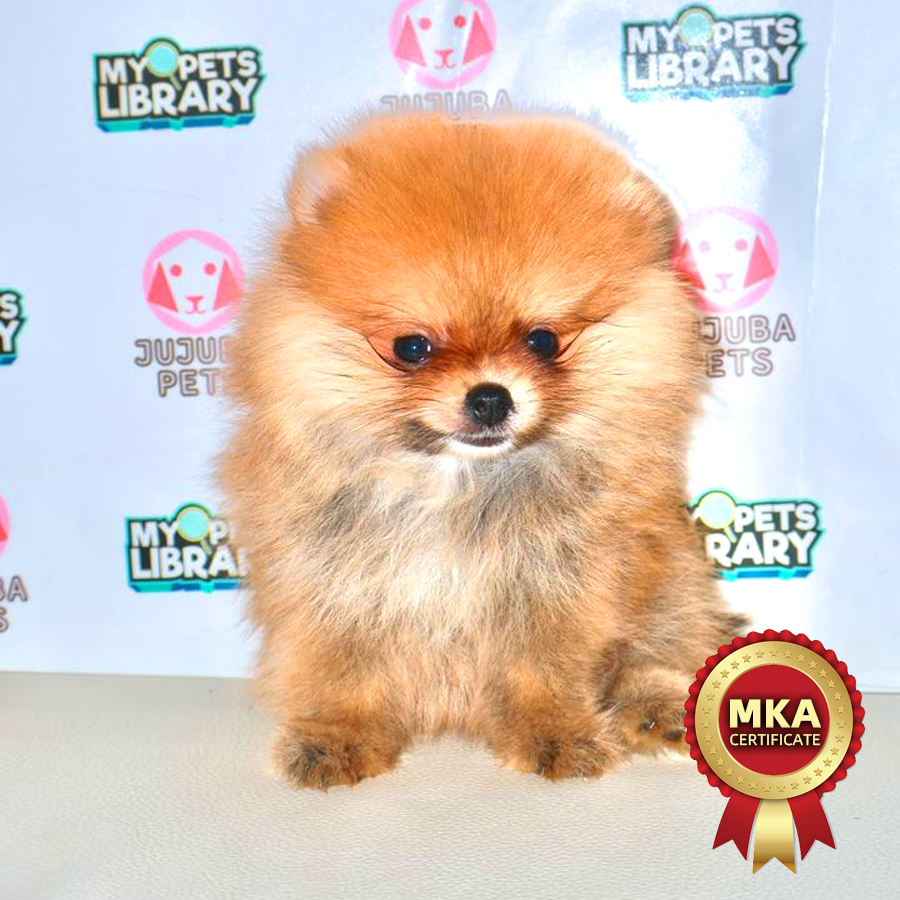 MKA Pomeranian Puppy
