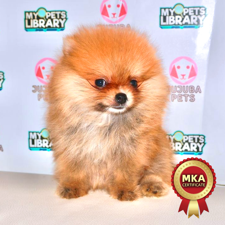 MKA Pomeranian Puppy