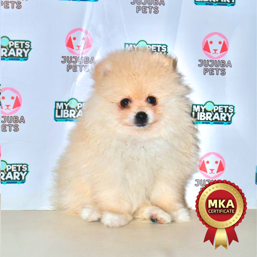MKA Pomeranian Puppy