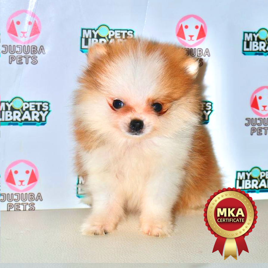 MKA Pomeranian Puppy