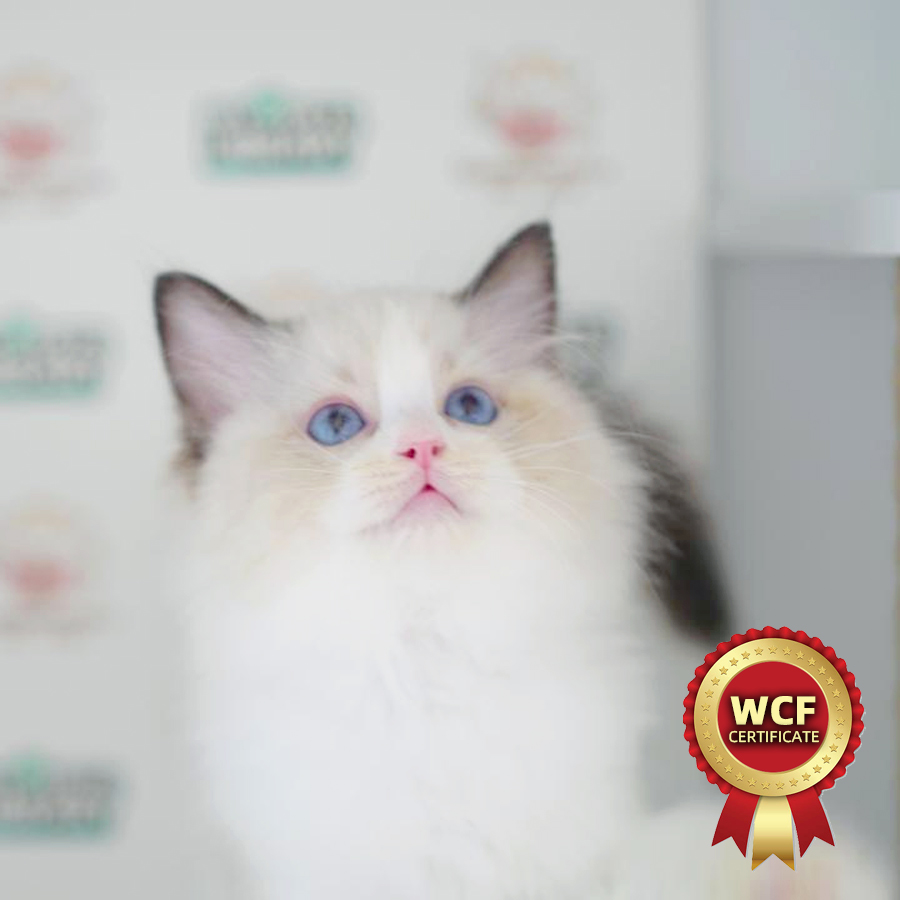 WCF Ragdoll Kitten