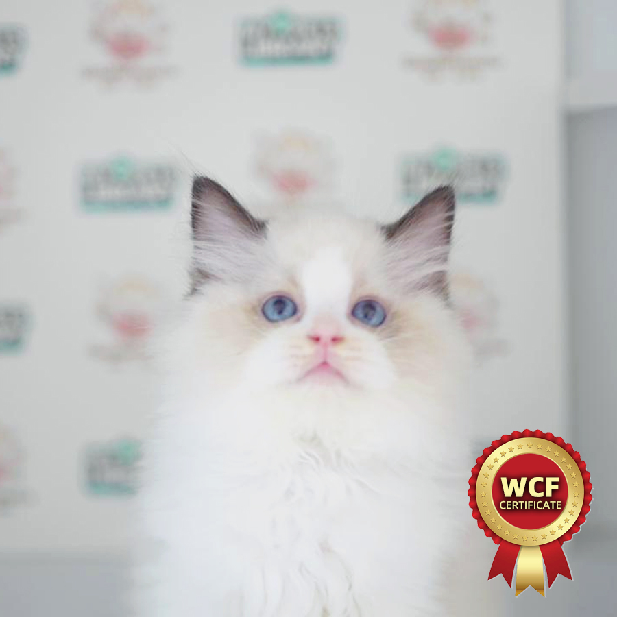 WCF Ragdoll Kitten