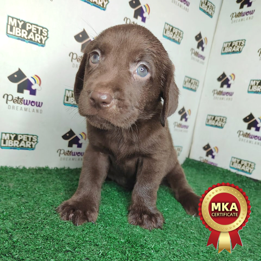 MKA Labrador Retriever Puppy