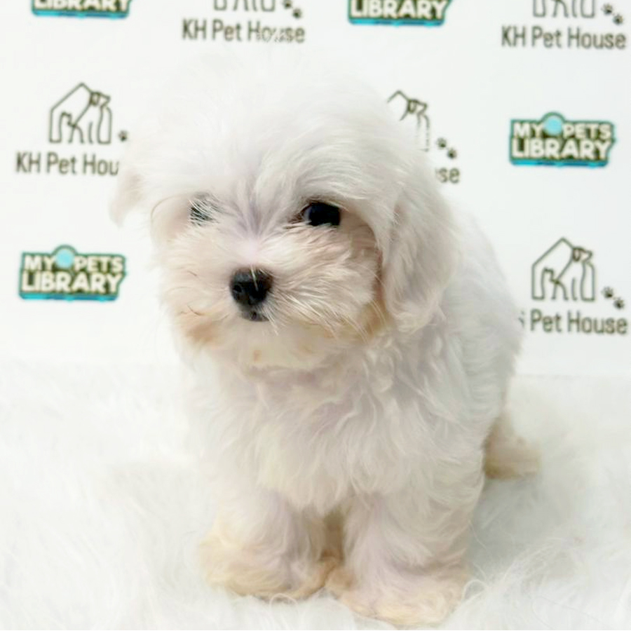 Maltese Puppy