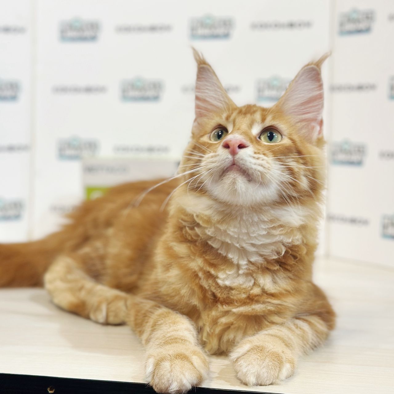 Maine Coon Kitten