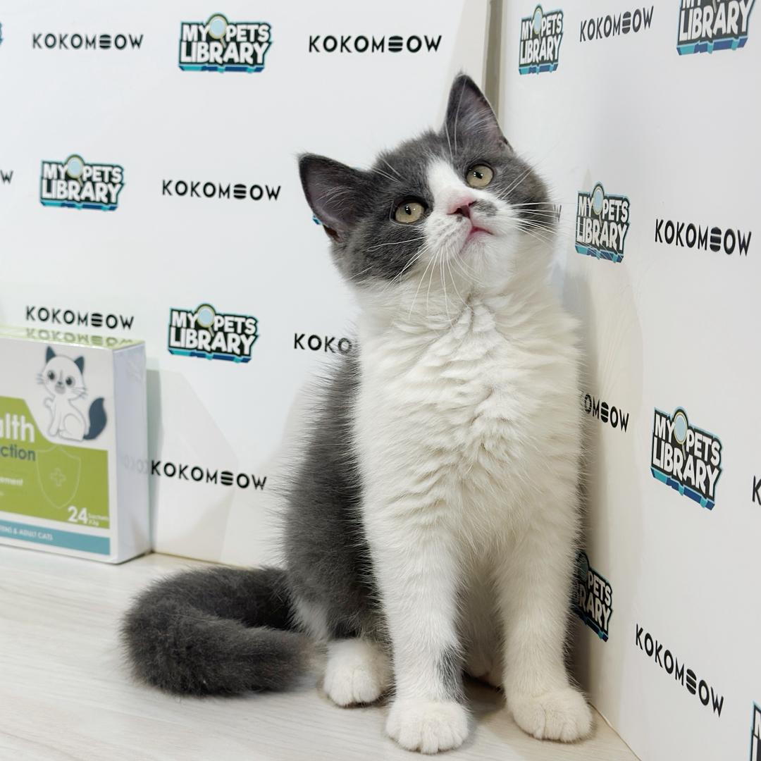 British Shorthair Kitten