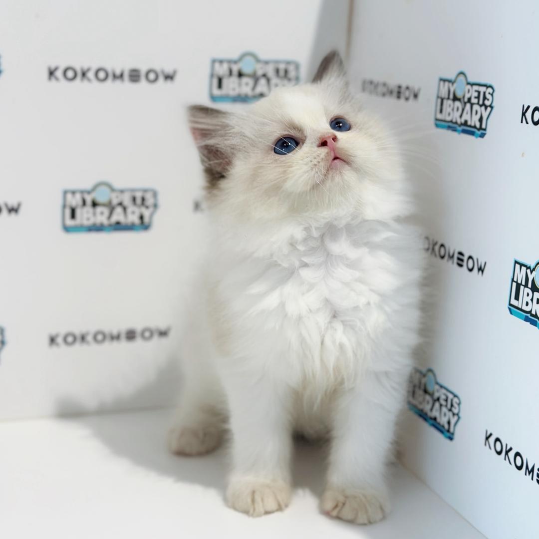 Ragdoll Kitten