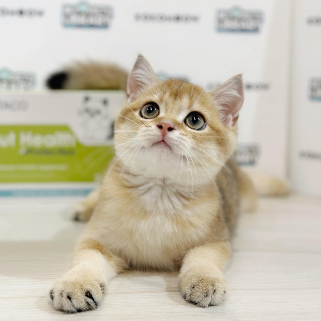 British Shorthair Kitten
