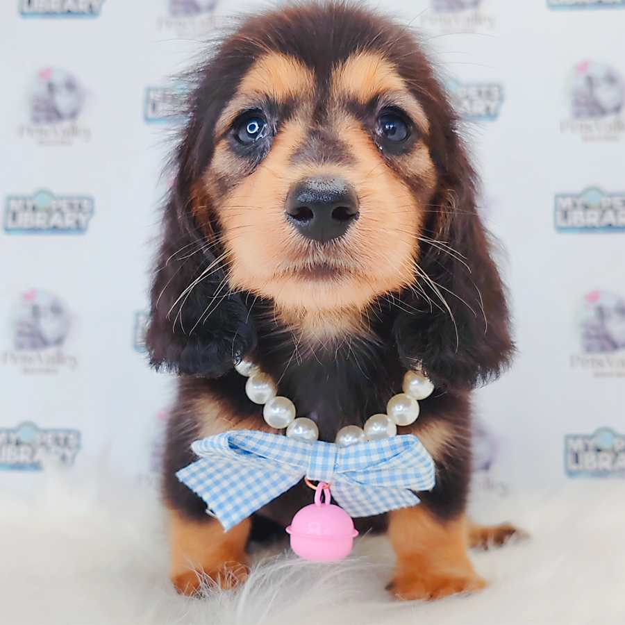 Long Coat Dachshund Puppy