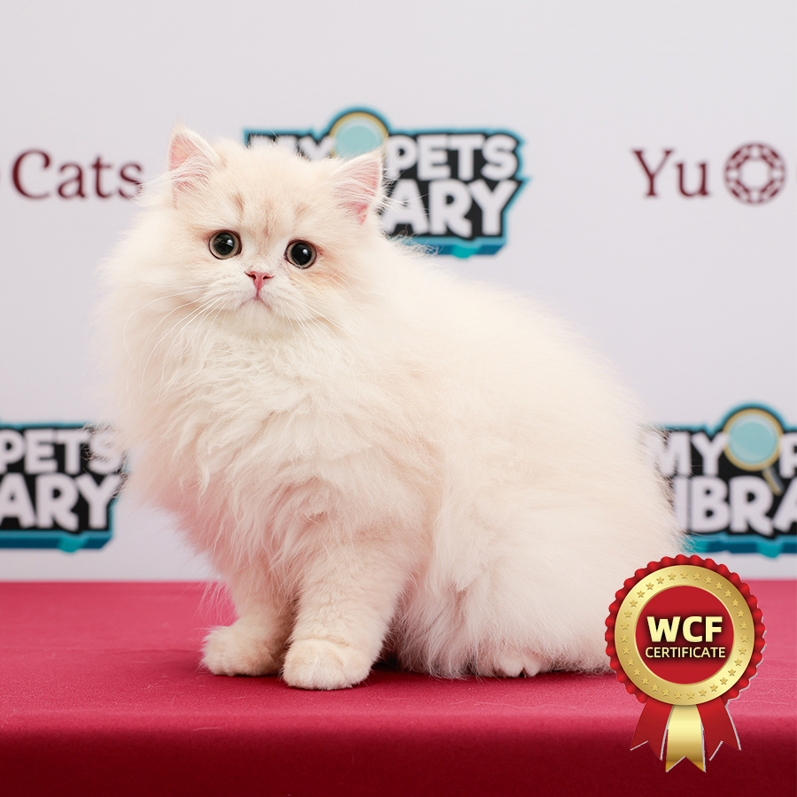 WCF British Longhair Kitten