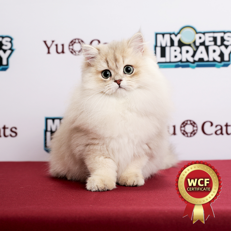 WCF British Longhair Kitten
