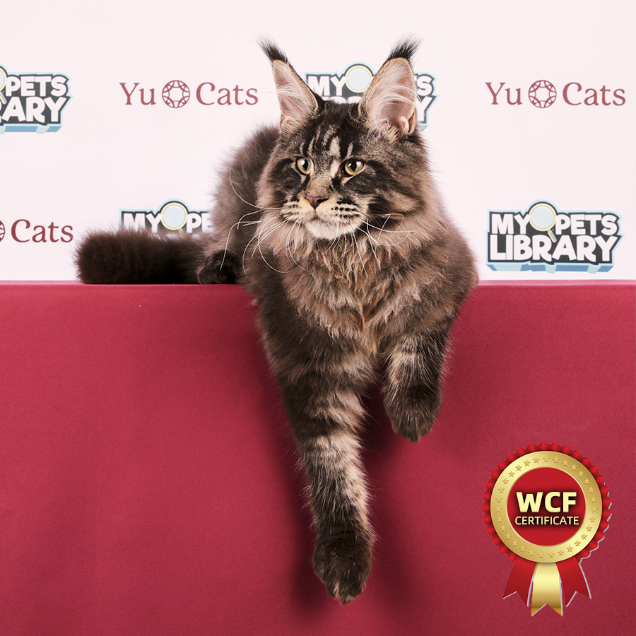 WCF Maine Coon Kitten
