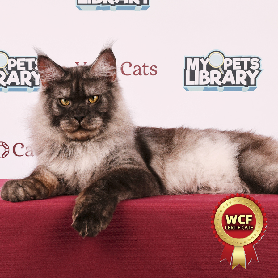 WCF Maine Coon Kitten