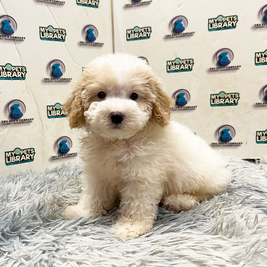 Toy Poodle Puppy