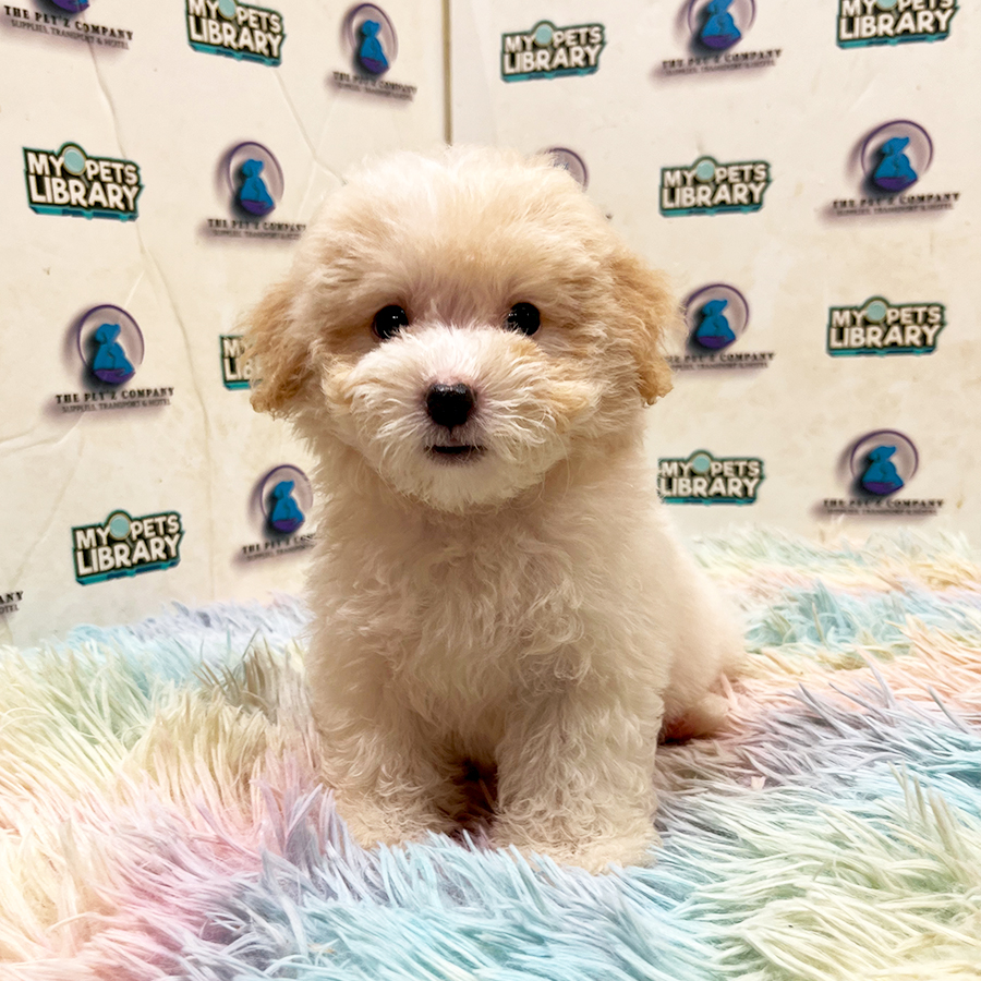 Toy Poodle Puppy
