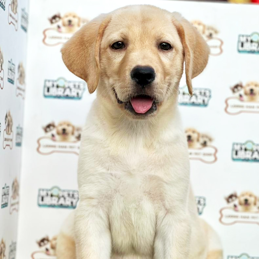 Labrador Retriever Puppy