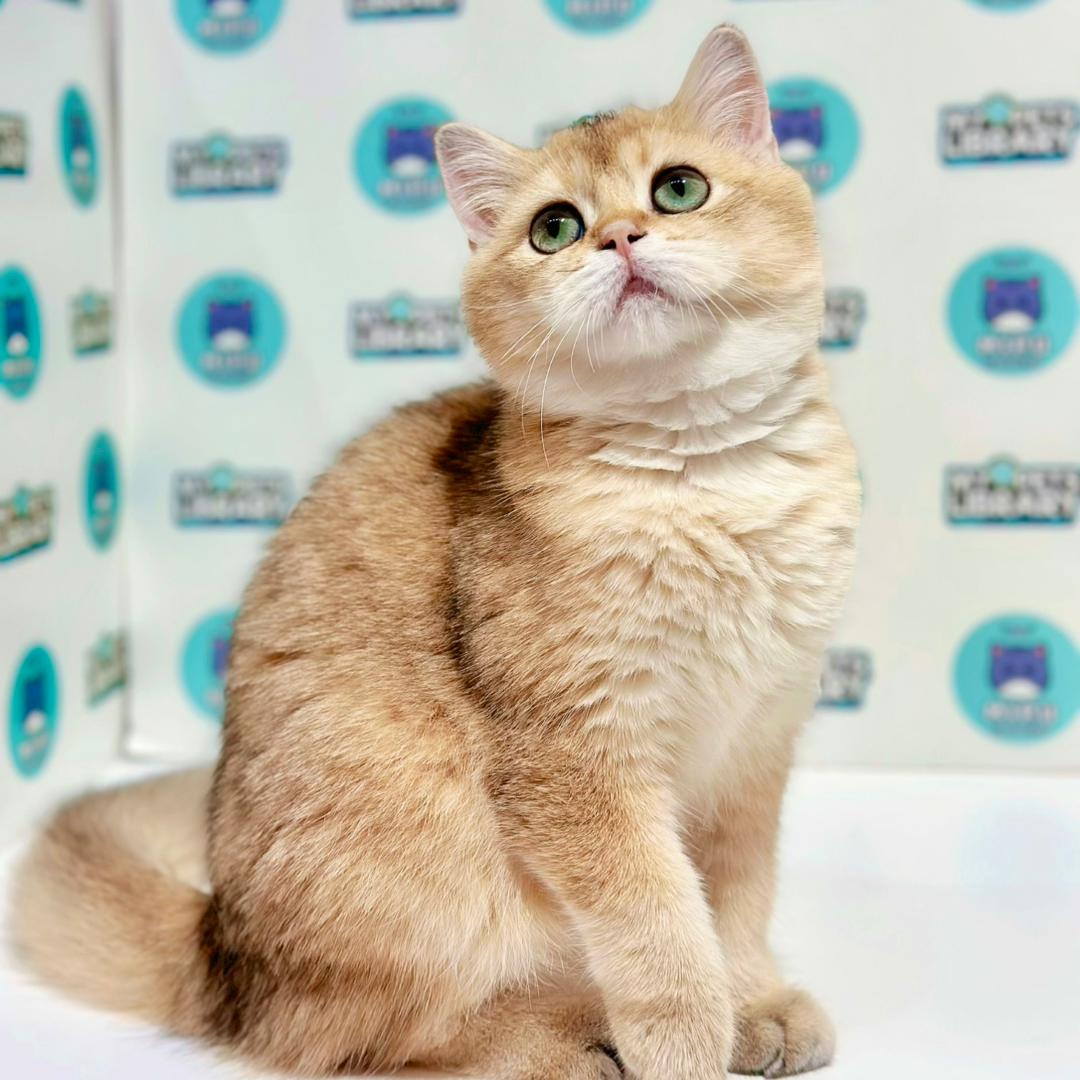 British Shorthair Kitten