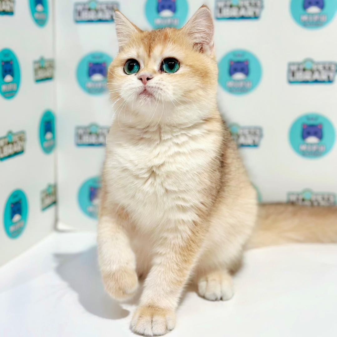 British Shorthair Kitten