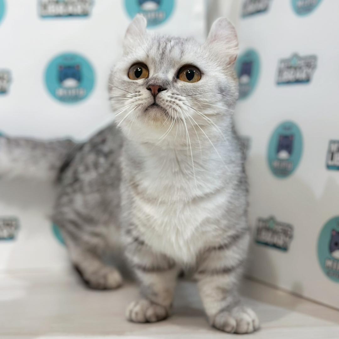 Super Short Munchkin Kinkalow Kitten