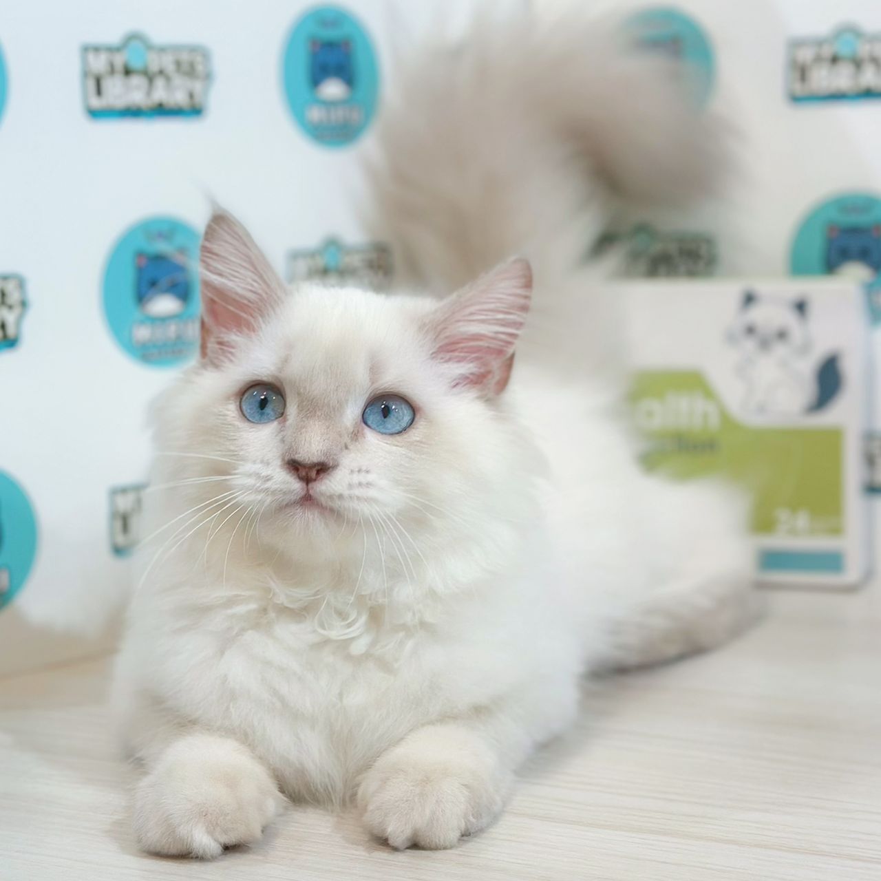 Himalayan Persian Kitten