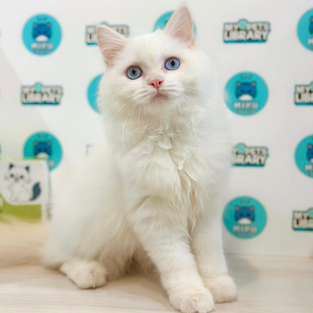Turkish Angora Persian Kitten
