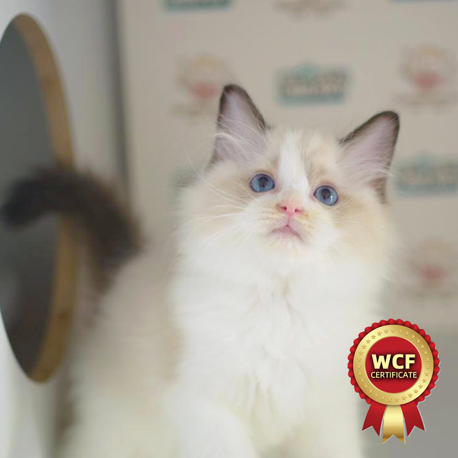 WCF Ragdoll Kitten