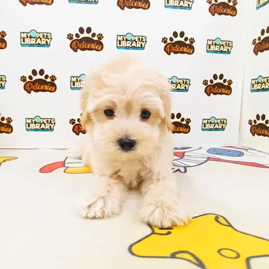 Tiny Maltipoo Puppy