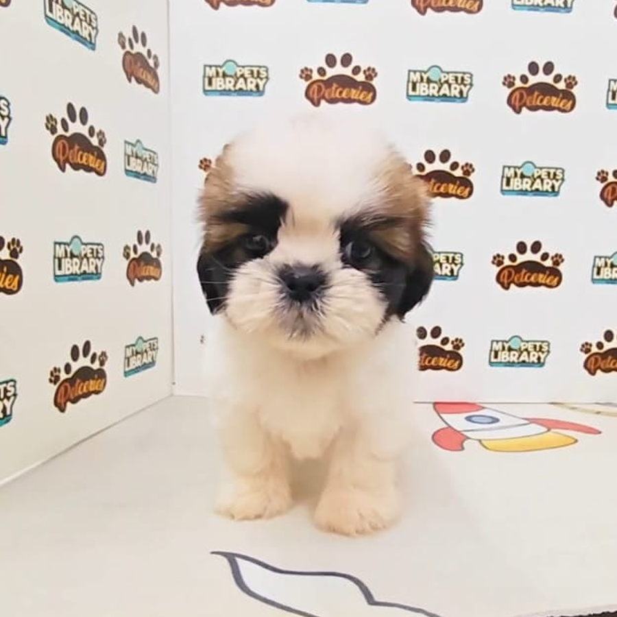 Shih Tzu Puppy