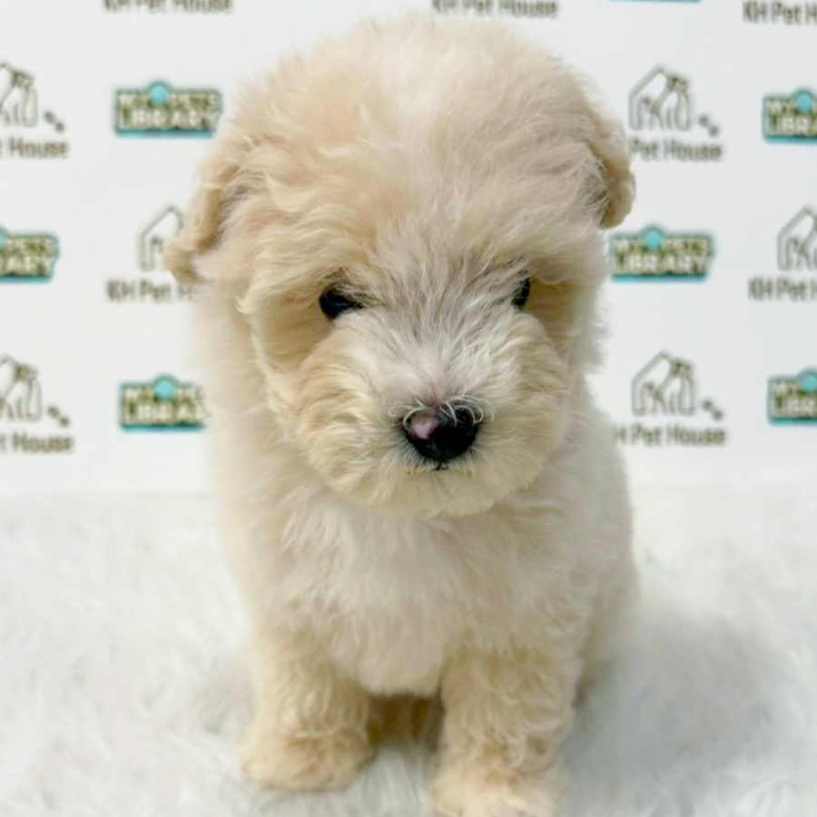 Toy Poodle Puppy