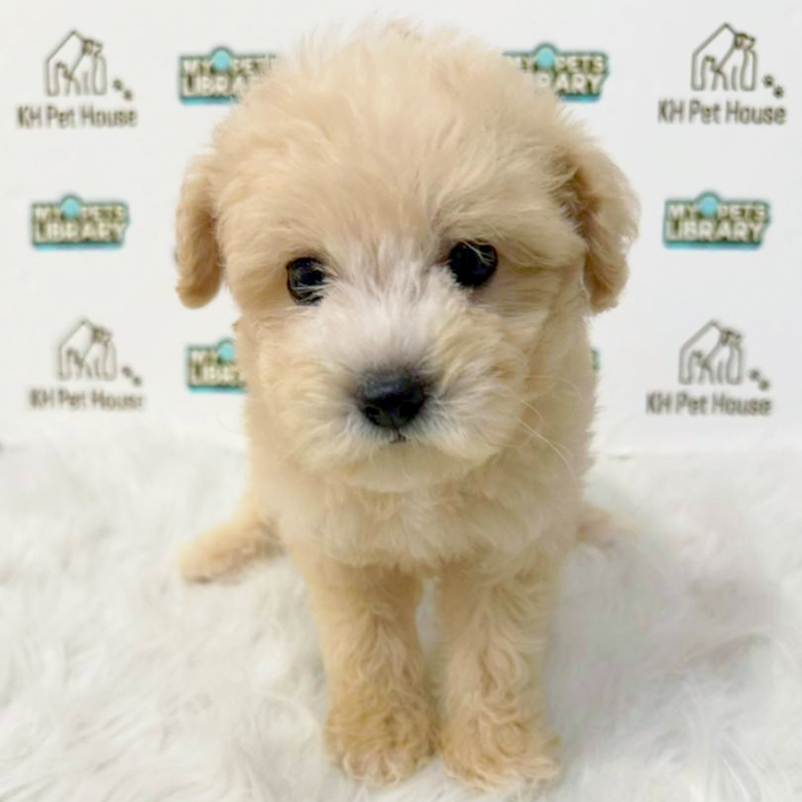 Toy Poodle Puppy