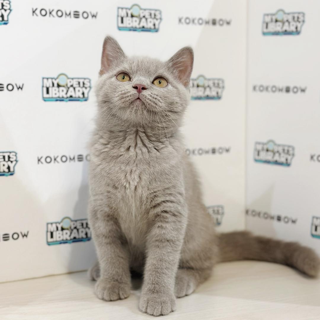 British Shorthair Kitten