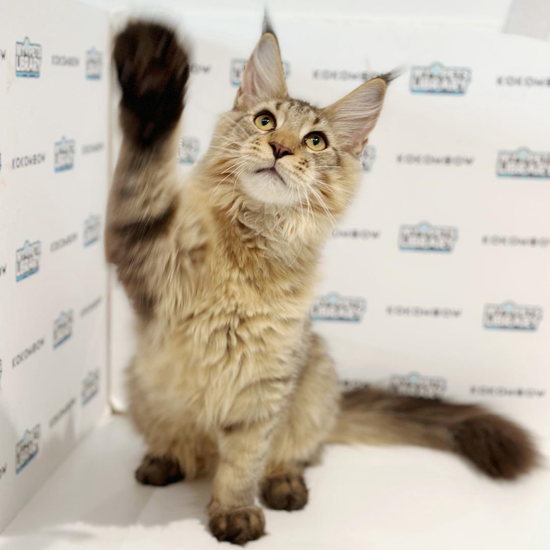 Maine Coon Kitten