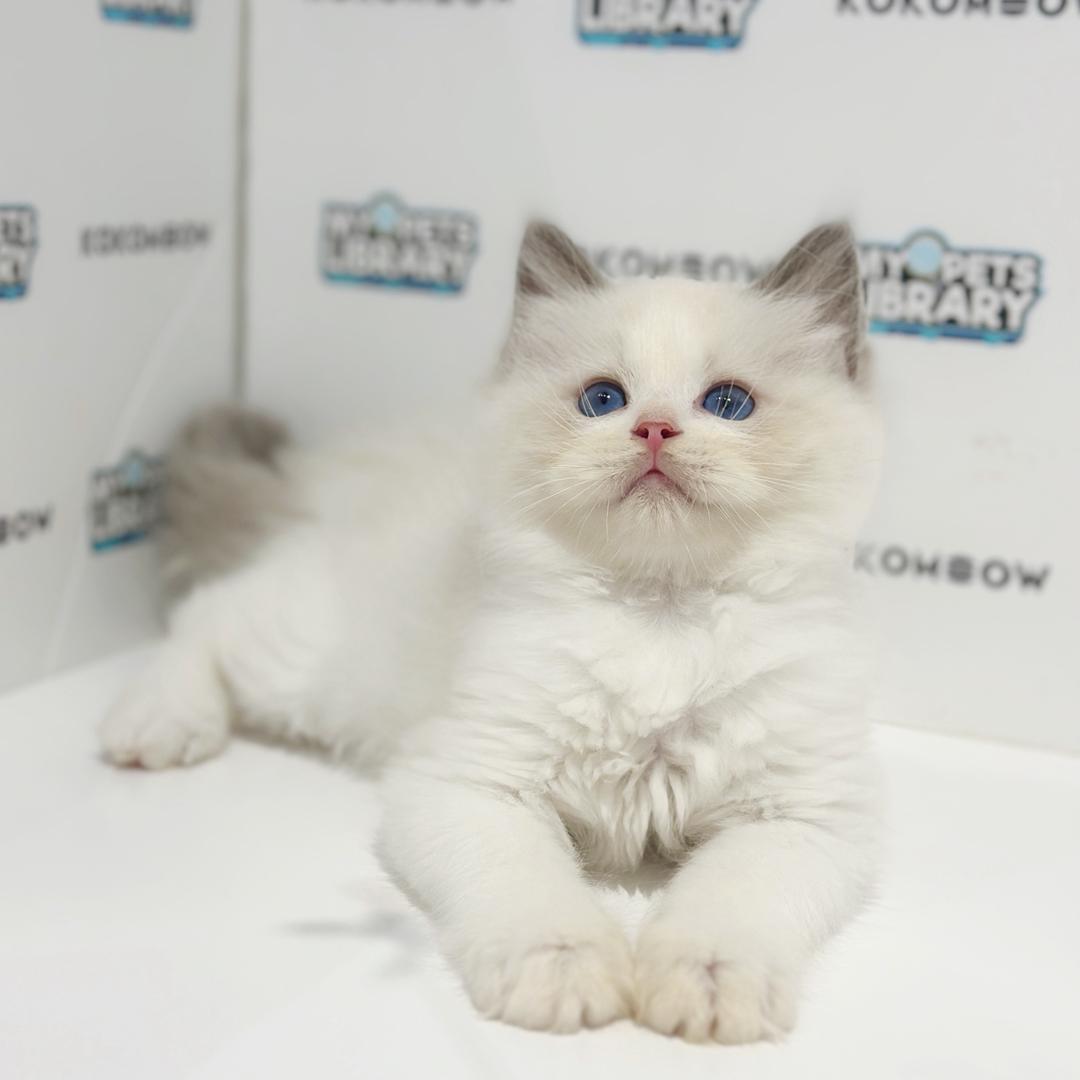 Ragdoll Kitten