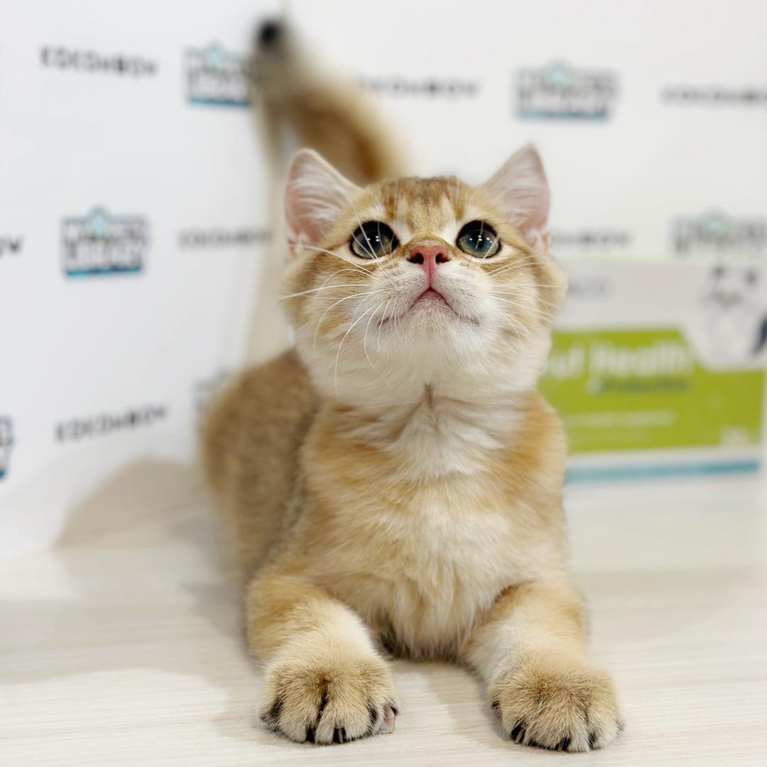 British Shorthair Kitten