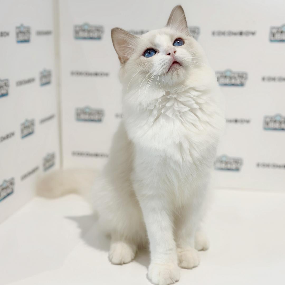 Ragdoll Kitten